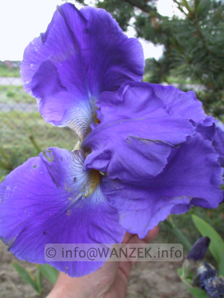 Iris barbata elatior Blue Gem.jpg